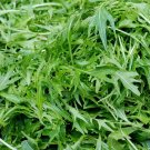 ROCKET Wild Salad Vegetable - Vegetable Garden Plant - 300X Seeds
