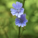CHICORY WILD herb garden beautiful blue flower - Vegetable Garden Plant - 50X Seeds