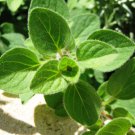 Oregano-Wild Origanum vulgare Herb - Vegetable Garden Plant - 250X Seeds