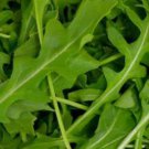 Rocket Seeds " Wild " Excellent Green Salad - Vegetable Garden Plant - 500X Seeds