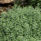 Wild Mint Herb - Vegetable Garden Plant - 200X Seeds