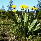 Dandelion Wild (Taraxacum officinale) Flower - Flower Garden Plant - 200X Seeds