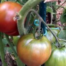 Dwarf Wild Red Fred Tomato Flower - Flower Garden Plant - 10X Seeds