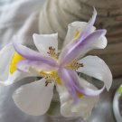 Dietes Seeds Wild IRIS Hardy Plants Flower - Flower Garden Plant - 20X Seeds