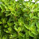 Wild Italian Oregano seeds heirloom Herb - Vegetable Garden Plant - 200X Seeds