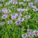 Wild Bergamot Flower - Flower Garden Plant - 250X Seeds