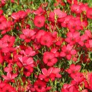 Wild Flower SCARLET FLAX Flower - Flower Garden Plant - 100X Seeds