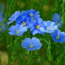 Wild Flower BLUE FLAX Flower - Flower Garden Plant - 100X Seeds
