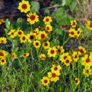 Wild Flower PLAINS COREOPSIS Flower - Flower Garden Plant - 200X Seeds