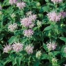 Wild Mint (Horse Mint) seeds Flower - Flower Garden Plant - 200X Seeds
