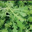 Wild Rocket/ Arugula Fast Growing Herb - Vegetable Garden Plant - 400X Seeds