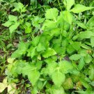 Mitsuba (Japanese Wild Parsley) Vegetable - Vegetable Garden Plant - 90X Seeds