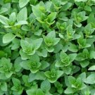 Heirloom OREGANO"wild Marjoram" Vegetable Seeds - Vegetable Garden Plant - 500X Seeds