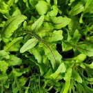 Wild ROCKET DRAGON'S TONGUE Herb Seeds - Vegetable Garden Plant - 100X Seeds