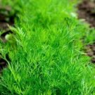 FENNEL Wild-crafted Herb Seeds - Vegetable Garden Plant - 50X Seeds