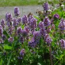 THYME Lemon (Wild) seeds Flower - Flower Garden Plant - 100X Seeds