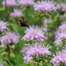 BERGAMOT Wildflower Garden Bee Balm Herb Seeds - Vegetable Garden Plant - 50X Seeds