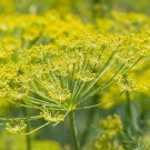 FENNEL Wild-crafted Herb Seeds - Vegetable Garden Plant - 100X Seeds