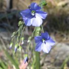 Linum marginale Wild Flax Flower Seeds - Flower Garden Plant - 15X Seeds