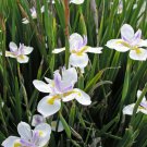 BUTTERFLY IRIS FLOWERING DIETES IRIDIOIDES Flower Seeds - Flower Garden Plant - 20X Seeds