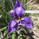 Slender Native Iris ( Patersonia Umbrosa ) Flower Seeds - Flower Garden Plant - 15X Seeds