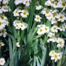 Aunt May Iris Sisyrinchuim striatum Flower Seeds - Flower Garden Plant - 100X Seeds