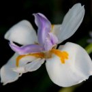 Butterfly White Iris (Diplarrena moraea) Flower Seeds - Flower Garden Plant - 30X Seeds