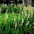 Aunt May Iris (Sisyrinchium striatum) Flower Seeds - Flower Garden Plant - 10X Seeds