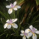 African Iris Flower Seeds - Flower Garden Plant - 30X Seeds