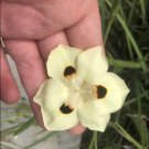 Yellow Wild Iris Flower Seeds - Flower Garden Plant - 30X Seeds