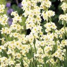 Aunt May Iris (Sisyrinchium striatum) Flower Seeds - Flower Garden Plant - 20X Seeds