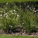 African Iris (Dietes iridioides) Flower Seeds - Flower Garden Plant - 15X Seeds
