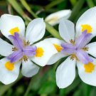 Dietes iridoides Fortnight Lily / African Iris Flower Seeds - Flower Garden Plant - 30X Seeds