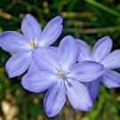 Orthrosanthus multiflorus - Native Morning Iris Flower Seeds - Flower Garden Plant - 30X Seeds