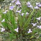 Patersonia glabrata - Native Purple Iris Flower Seeds - Flower Garden Plant - 15X Seeds