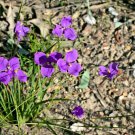 Patersonia glabrata - Native Purple Iris Flower Seeds - Flower Garden Plant - 15X Seeds