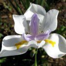 African Fairy Iris (dietes grandiflora) Flower Seeds - Flower Garden Plant - 30X Seeds