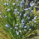 Orthrosanthus multiflorus - Morning Iris Flower Seeds - Flower Garden Plant - 10X Seeds