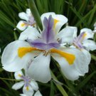 Dietes grandiflora - Butterfly Iris Flower Seeds - Flower Garden Plant - 15X Seeds