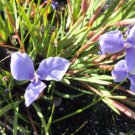 Patersonia fragilis - Native Purple Iris Flower Seeds - Flower Garden Plant - 15X Seeds