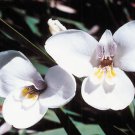 Diplarrena latifolia Western Flag Iris Flower Seeds - Flower Garden Plant - 20X Seeds