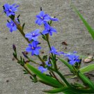 Blue Stars Iris (aristea ecklonii) Flower Seeds - Flower Garden Plant - 15X Seeds