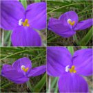 Silky Purple Flag Seeds Patersonia sericea Native Iris Flower Garden Plant - 15X Seeds
