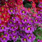 SCHIZANTHUS 'Angel Wings' Mix Flower - Flower Garden Plant - 200X Seeds