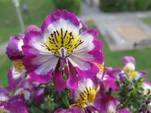 Schizanthus Angel Wings Mixed Flower Flower Garden Plant 100x Seeds 5322