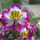 SCHIZANTHUS ANGEL WINGS Mixed Flower - Flower Garden Plant - 100X Seeds