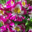 SCHIZANTHES ANGEL WINGS Flower - Flower Garden Plant - 150X Seeds