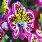 SCHIZANTHES ANGEL WINGS MIXED Flower - Flower Garden Plant - 150X Seeds