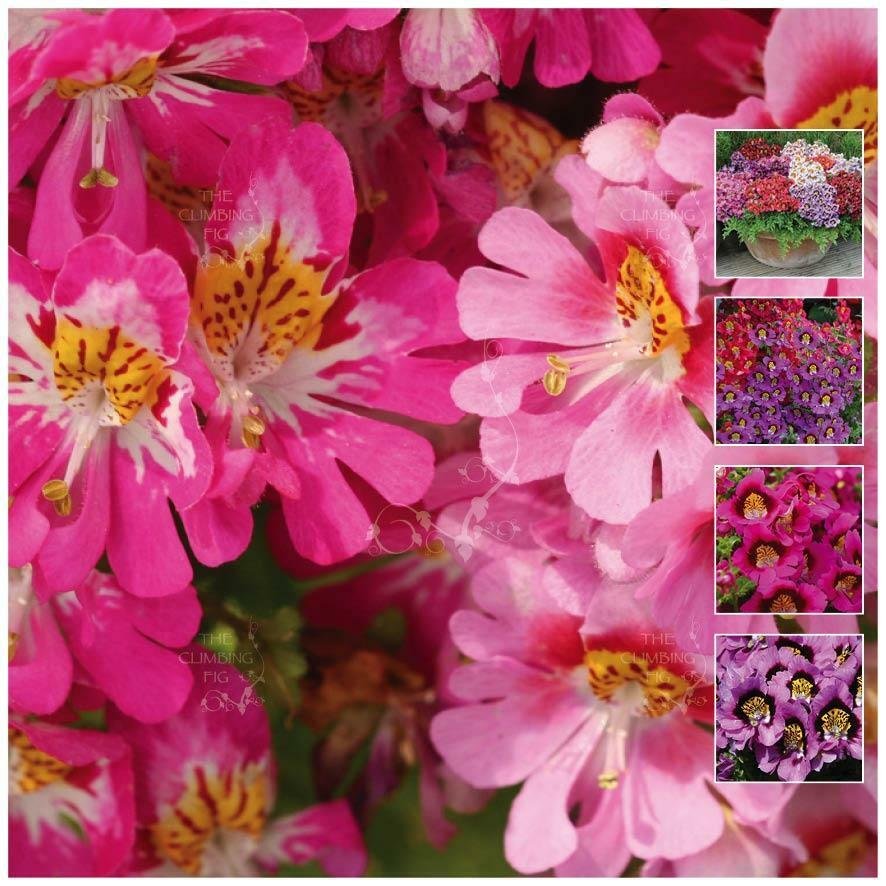 Schizanthus Angel Wings Ultra Flower Flower Garden Plant 200x Seeds 9007