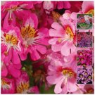Schizanthus Angel Wings Ultra Flower - Flower Garden Plant - 200X Seeds